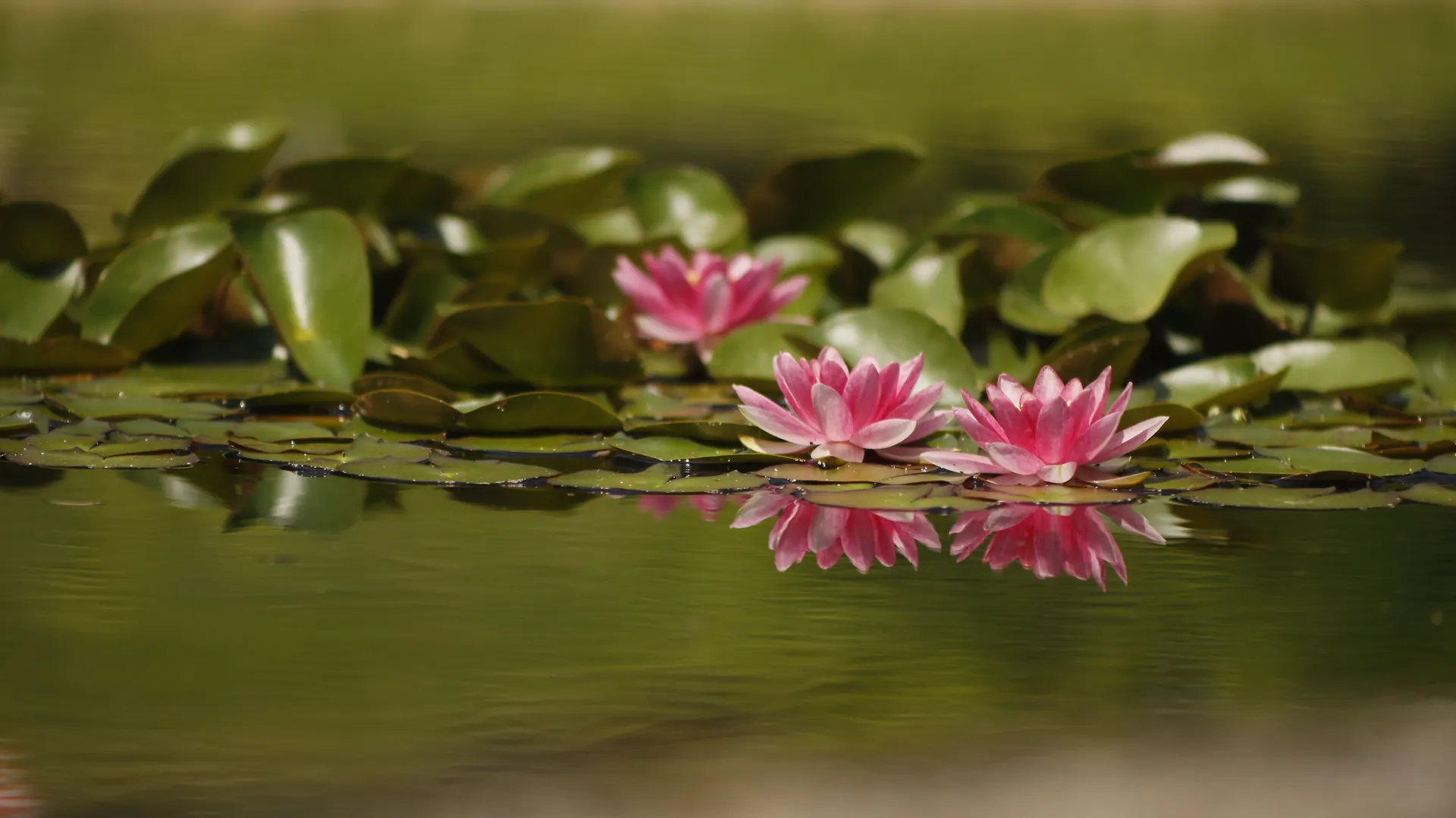 Pink water lilies reflected in a pond among green lily pads.